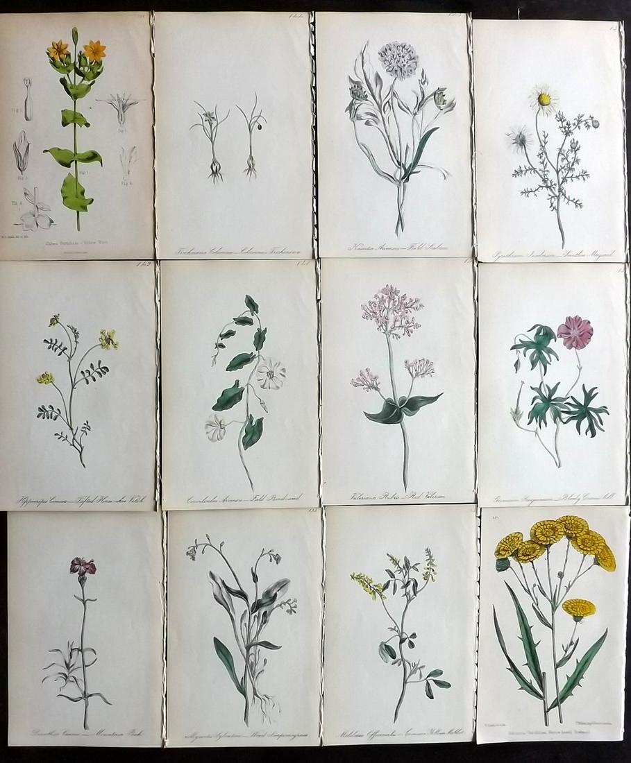 Hogg & Johnson C1870 Lot of 12 HCol Botanical Prints: Hand Coloured Lithographs Published 1863-1880, London for "The Wild Flowers of Great Britain" by Robert Hogg & George W. Johnson. Paper Size: 9 x 5.5 inch (23 x 14cm) Good Condition