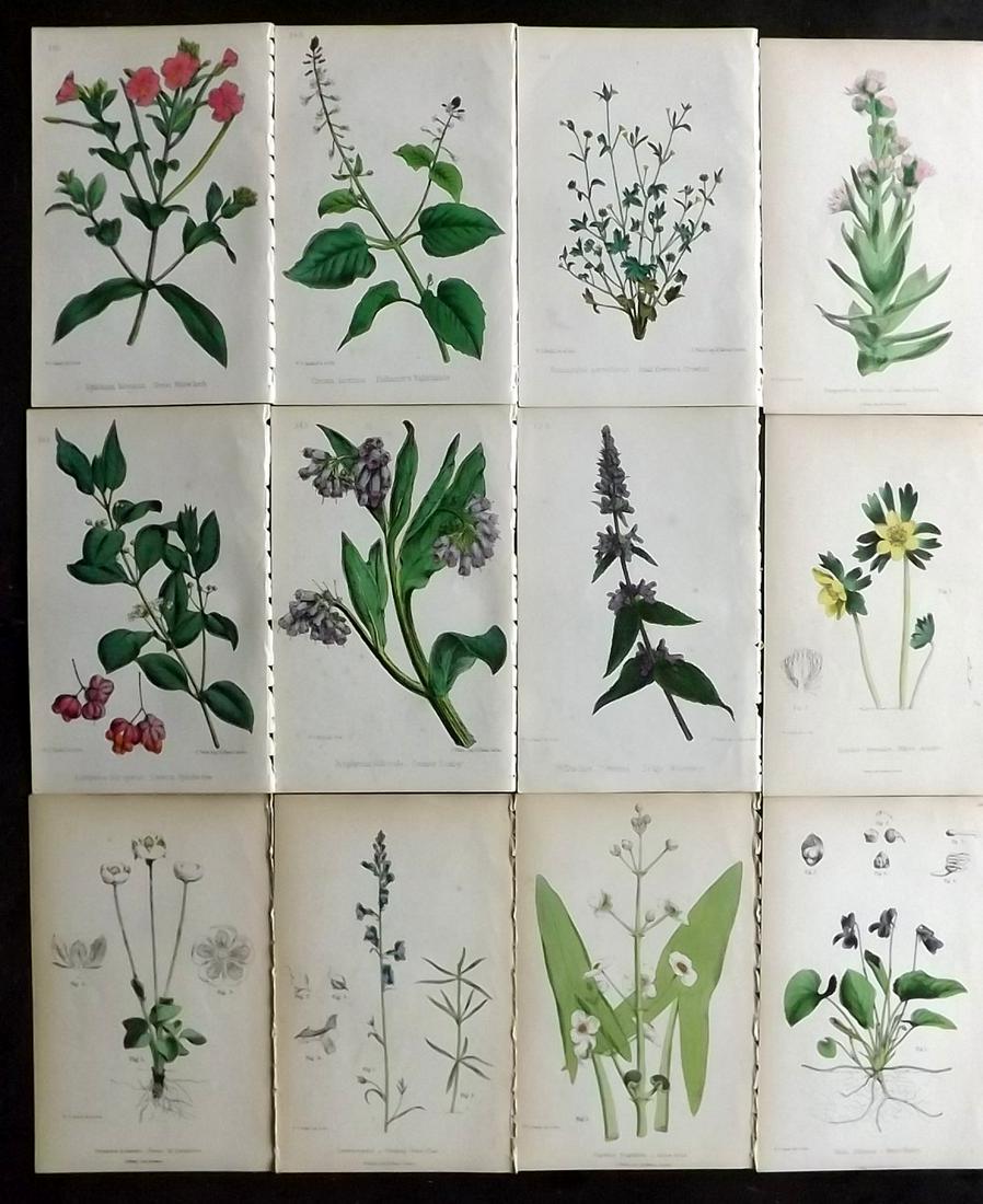 Hogg & Johnson C1870 Lot of 12 HCol Botanical Prints: Hand Coloured Lithographs Published 1863-1880, London for "The Wild Flowers of Great Britain" by Robert Hogg & George W. Johnson. Paper Size: 9 x 5.5 inch (23 x 14cm) Good Condition