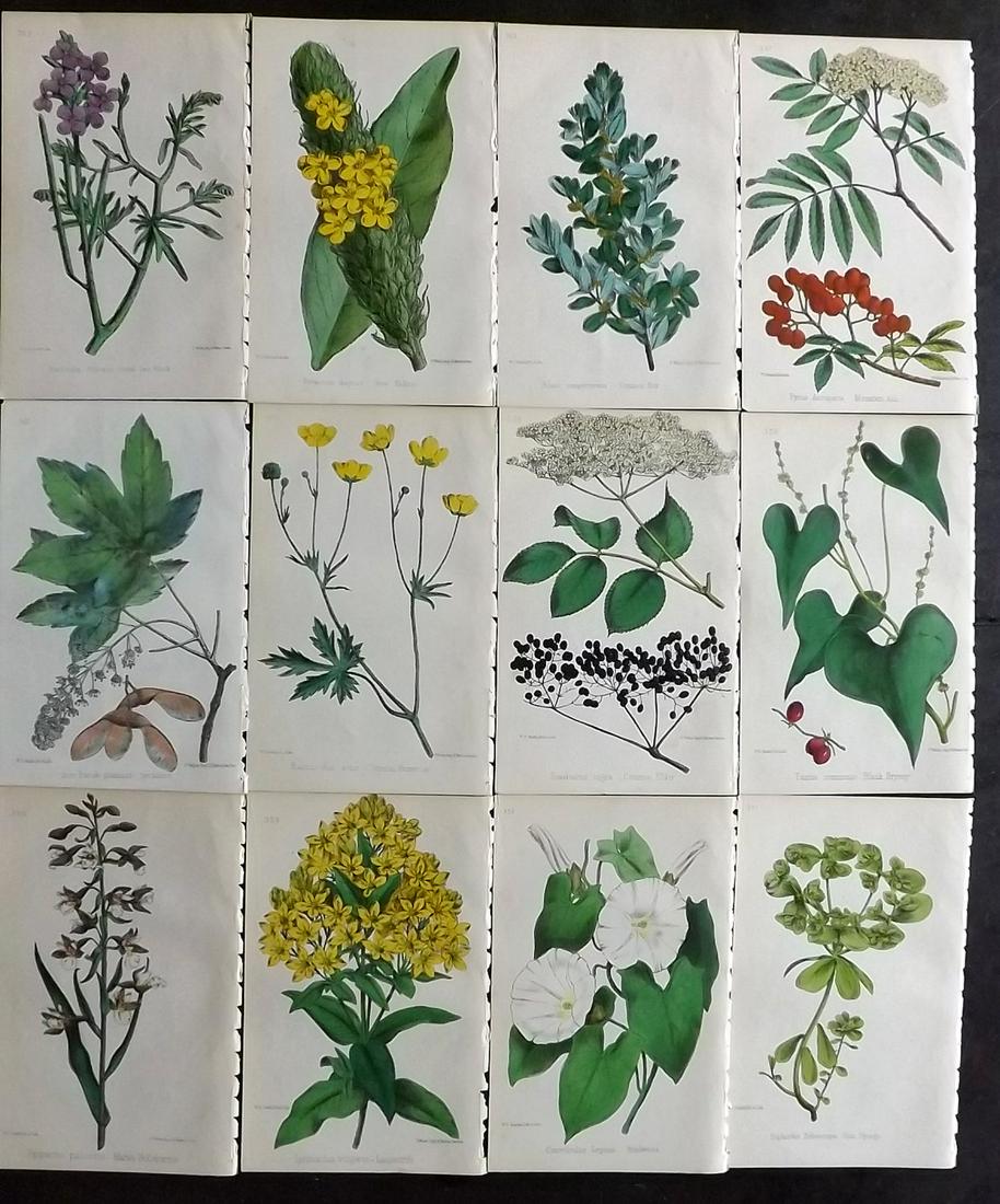 Hogg & Johnson C1870 Lot of 12 HCol Botanical Prints: Hand Coloured Lithographs Published 1863-1880, London for "The Wild Flowers of Great Britain" by Robert Hogg & George W. Johnson. Paper Size: 9 x 5.5 inch (23 x 14cm) Good Condition