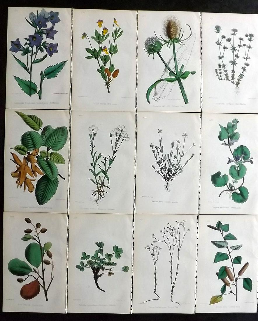 Hogg & Johnson C1870 Lot of 12 HCol Botanical Prints: Hand Coloured Lithographs Published 1863-1880, London for "The Wild Flowers of Great Britain" by Robert Hogg & George W. Johnson. Paper Size: 9 x 5.5 inch (23 x 14cm) Good Condition