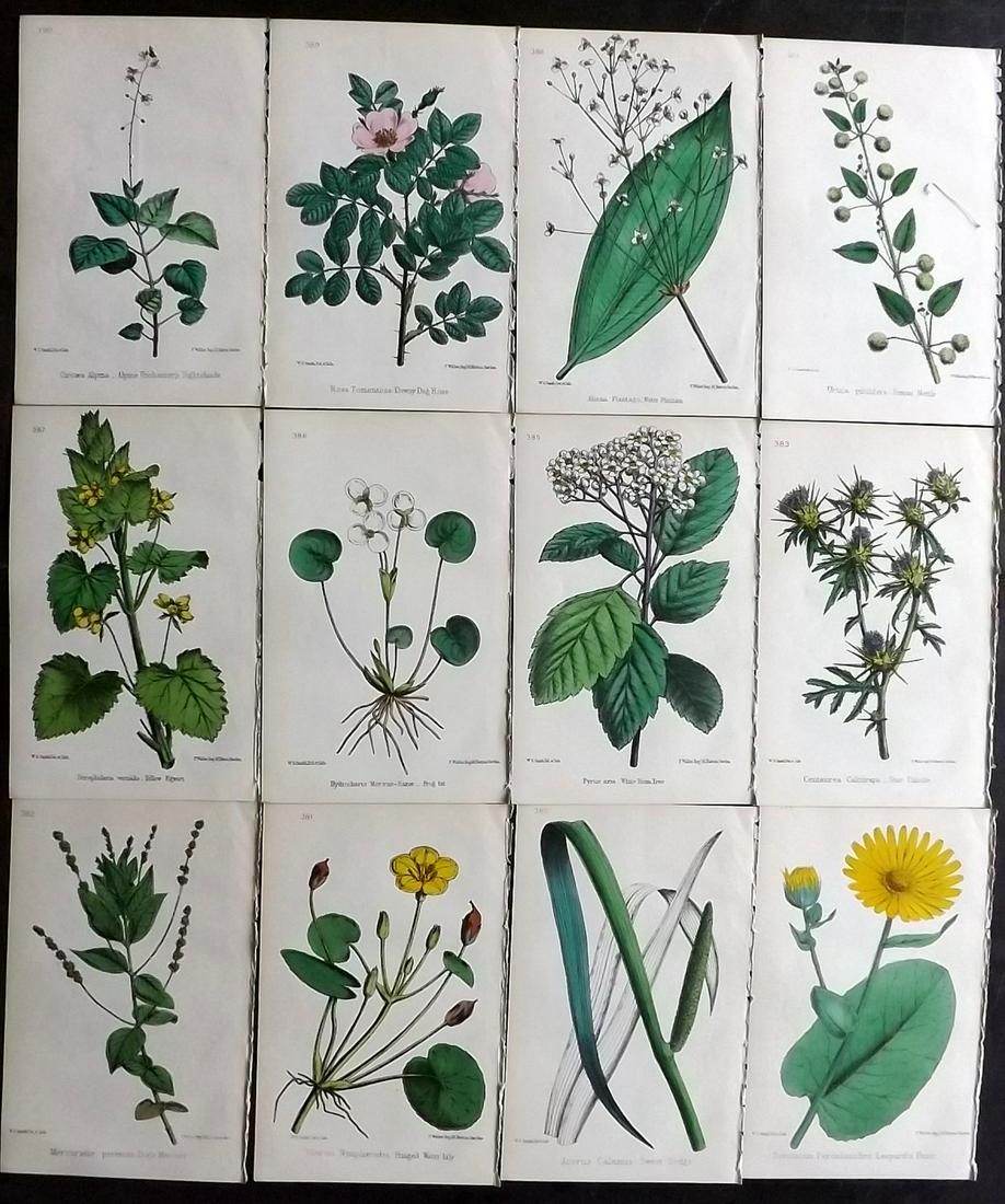 Hogg & Johnson C1870 Lot of 12 HCol Botanical Prints: Hand Coloured Lithographs Published 1863-1880, London for "The Wild Flowers of Great Britain" by Robert Hogg & George W. Johnson. Paper Size: 9 x 5.5 inch (23 x 14cm) Good Condition