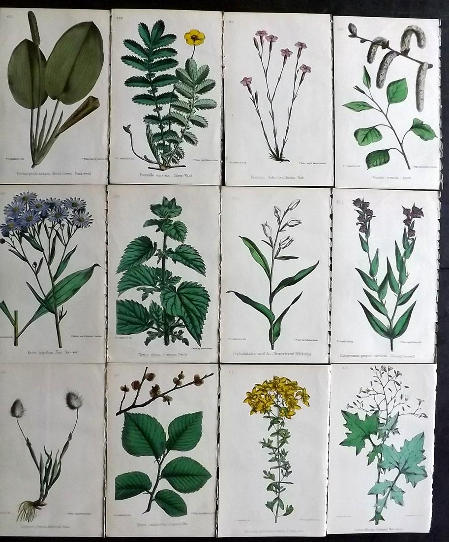 Hogg & Johnson C1870 Lot of 12 HCol Botanical Prints: Hand Coloured Lithographs Published 1863-1880, London for "The Wild Flowers of Great Britain" by Robert Hogg & George W. Johnson. Paper Size: 9 x 5.5 inch (23 x 14cm) Good Condition