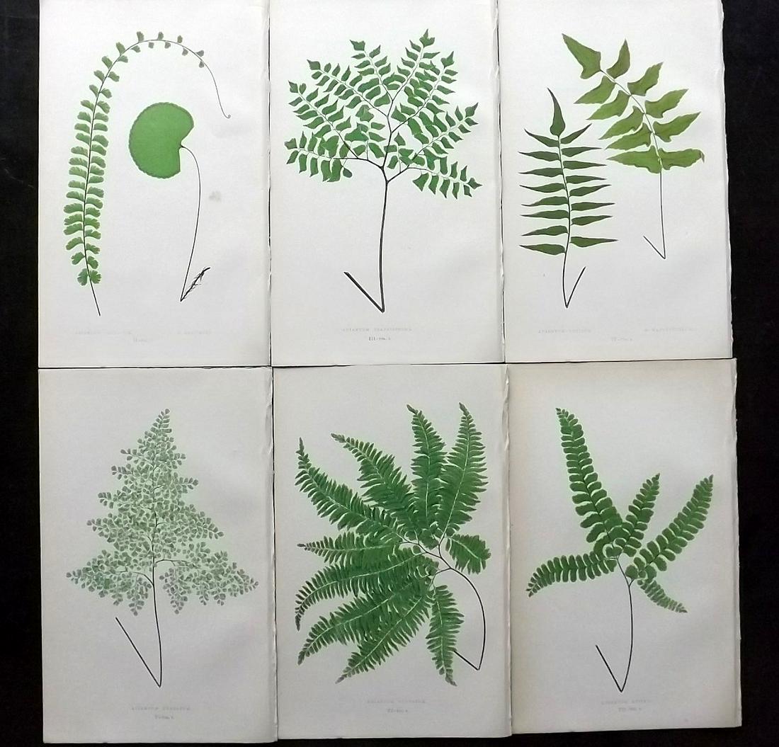 Lowe, Edward 1862 Lot of 6 Antique Fern Prints: Woodblocks Published 1856-62 by Groombridge and Sons, London for "Ferns: British and Exotic" by Edward Lowe. Illustrated by A.F. Lydon. Printed by Benjamin Fawcett. Paper Size: 10 x 6 inch (25 x 15cm)