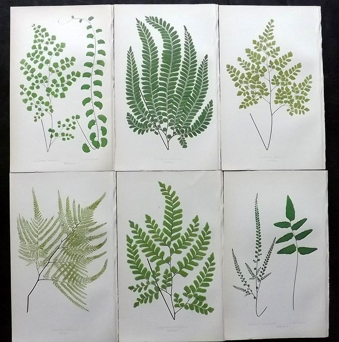 Lowe, Edward 1862 Lot of 6 Antique Fern Prints: Woodblocks Published 1856-62 by Groombridge and Sons, London for "Ferns: British and Exotic" by Edward Lowe. Illustrated by A.F. Lydon. Printed by Benjamin Fawcett. Paper Size: 10 x 6 inch (25 x 15cm)