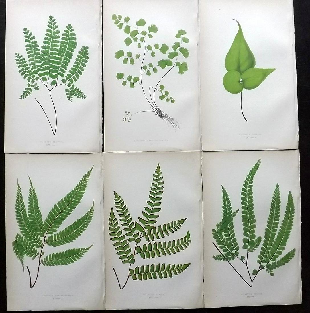 Lowe, Edward 1862 Lot of 6 Antique Fern Prints: Woodblocks Published 1856-62 by Groombridge and Sons, London for "Ferns: British and Exotic" by Edward Lowe. Illustrated by A.F. Lydon. Printed by Benjamin Fawcett. Paper Size: 10 x 6 inch (25 x 15cm)