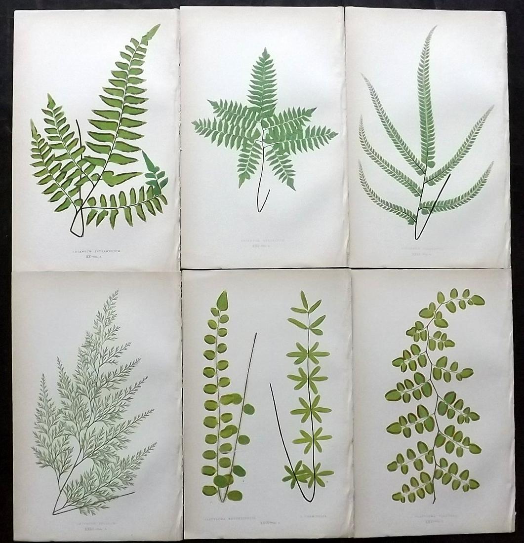 Lowe, Edward 1862 Lot of 6 Antique Fern Prints: Woodblocks Published 1856-62 by Groombridge and Sons, London for "Ferns: British and Exotic" by Edward Lowe. Illustrated by A.F. Lydon. Printed by Benjamin Fawcett. Paper Size: 10 x 6 inch (25 x 15cm)