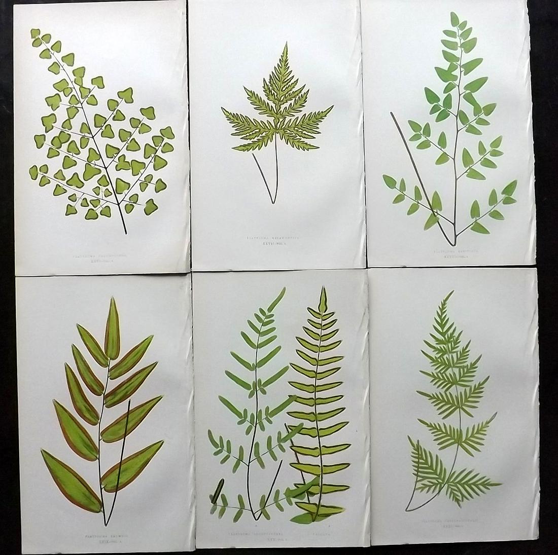 Lowe, Edward 1862 Lot of 6 Antique Fern Prints: Woodblocks Published 1856-62 by Groombridge and Sons, London for "Ferns: British and Exotic" by Edward Lowe. Illustrated by A.F. Lydon. Printed by Benjamin Fawcett. Paper Size: 10 x 6 inch (25 x 15cm)