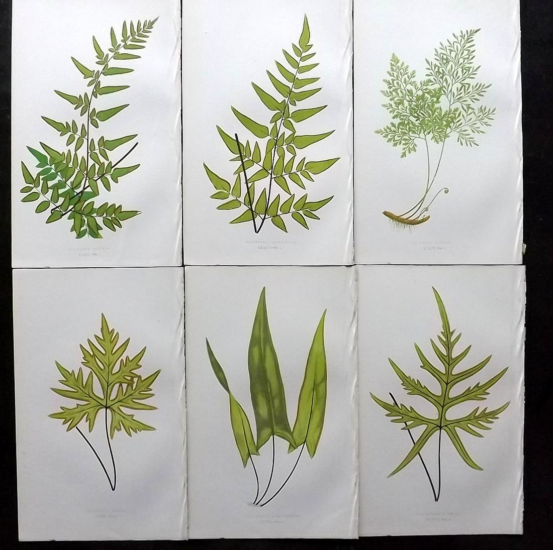 Lowe, Edward 1862 Lot of 6 Antique Fern Prints: Woodblocks Published 1856-62 by Groombridge and Sons, London for "Ferns: British and Exotic" by Edward Lowe. Illustrated by A.F. Lydon. Printed by Benjamin Fawcett. Paper Size: 10 x 6 inch (25 x 15cm)