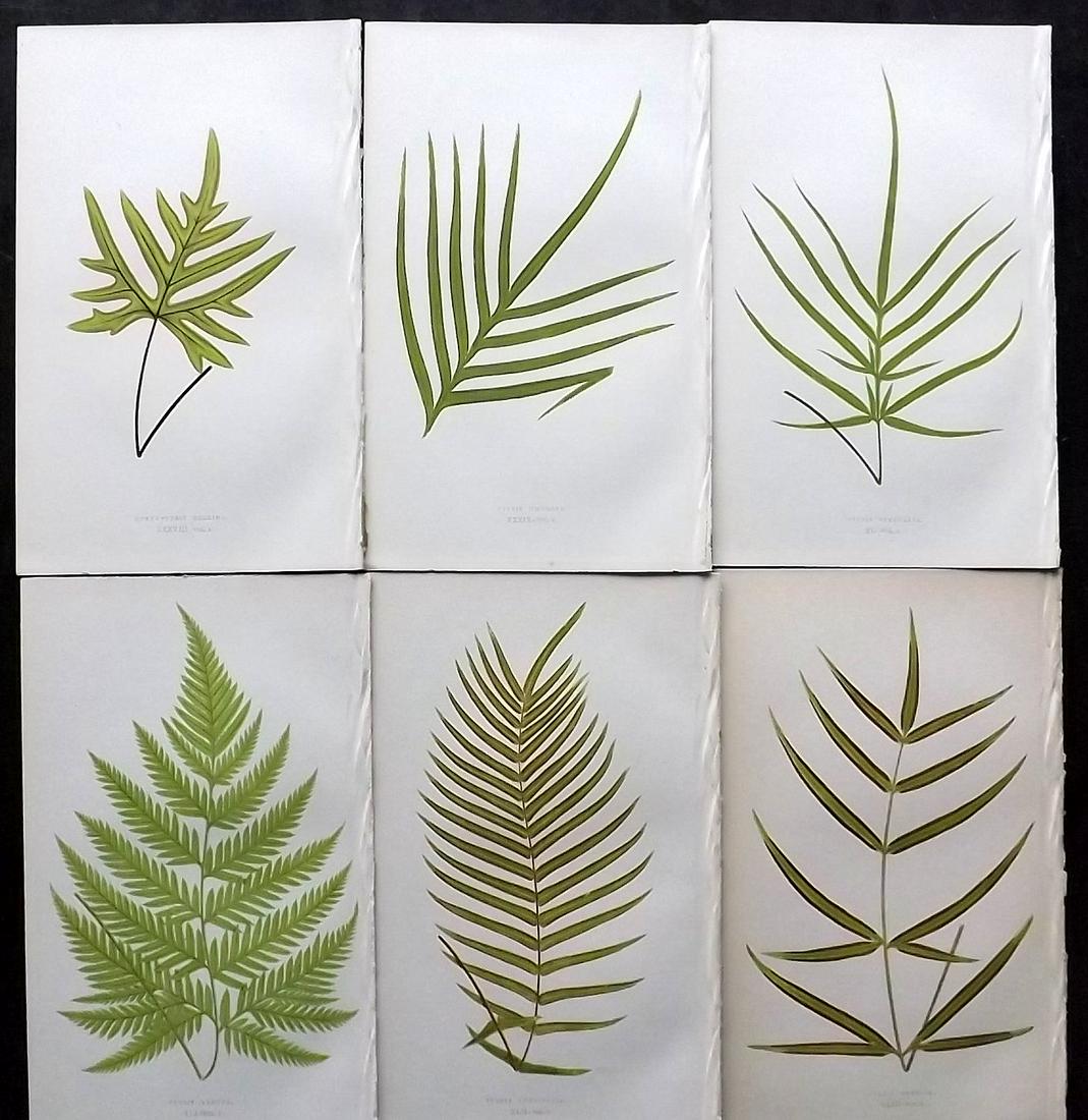 Lowe, Edward 1862 Lot of 6 Antique Fern Prints: Woodblocks Published 1856-62 by Groombridge and Sons, London for "Ferns: British and Exotic" by Edward Lowe. Illustrated by A.F. Lydon. Printed by Benjamin Fawcett. Paper Size: 10 x 6 inch (25 x 15cm)