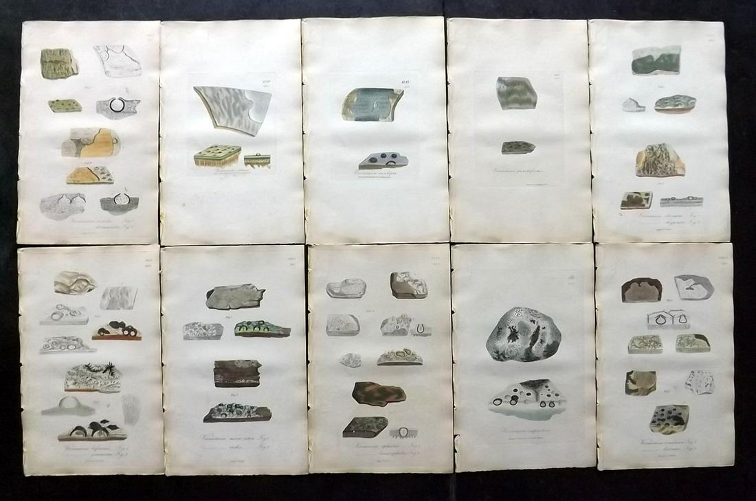 Sowerby, James 1846 Lot 10 HC Botanical Prints. Lichens: Hand Coloured Etchings Published London, 1832-46 for "English Botany; or, Coloured Figures of British Plants…" Second Edition by James Sowerby and Edward Smith. Paper Size: 9 x 5.5 inch (23 x 14cm) 