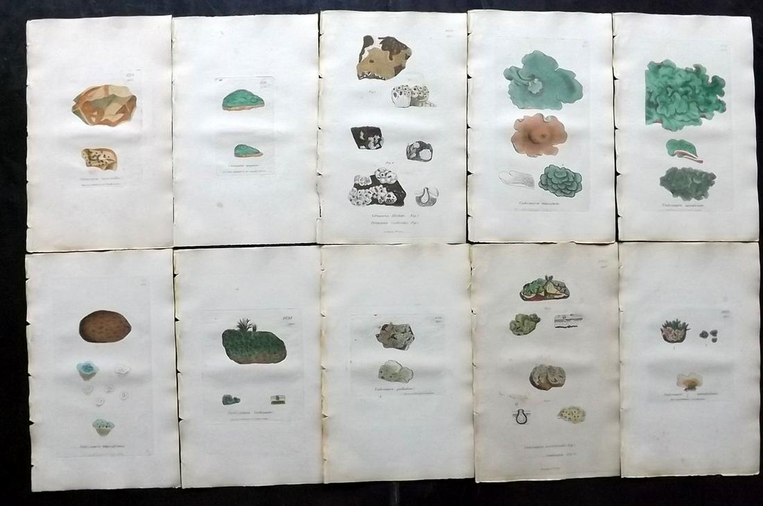 Sowerby, James 1846 Lot 10 HC Botanical Prints. Lichens: Hand Coloured Etchings Published London, 1832-46 for "English Botany; or, Coloured Figures of British Plants…" Second Edition by James Sowerby and Edward Smith. Paper Size: 9 x 5.5 inch (23 x 14cm) 