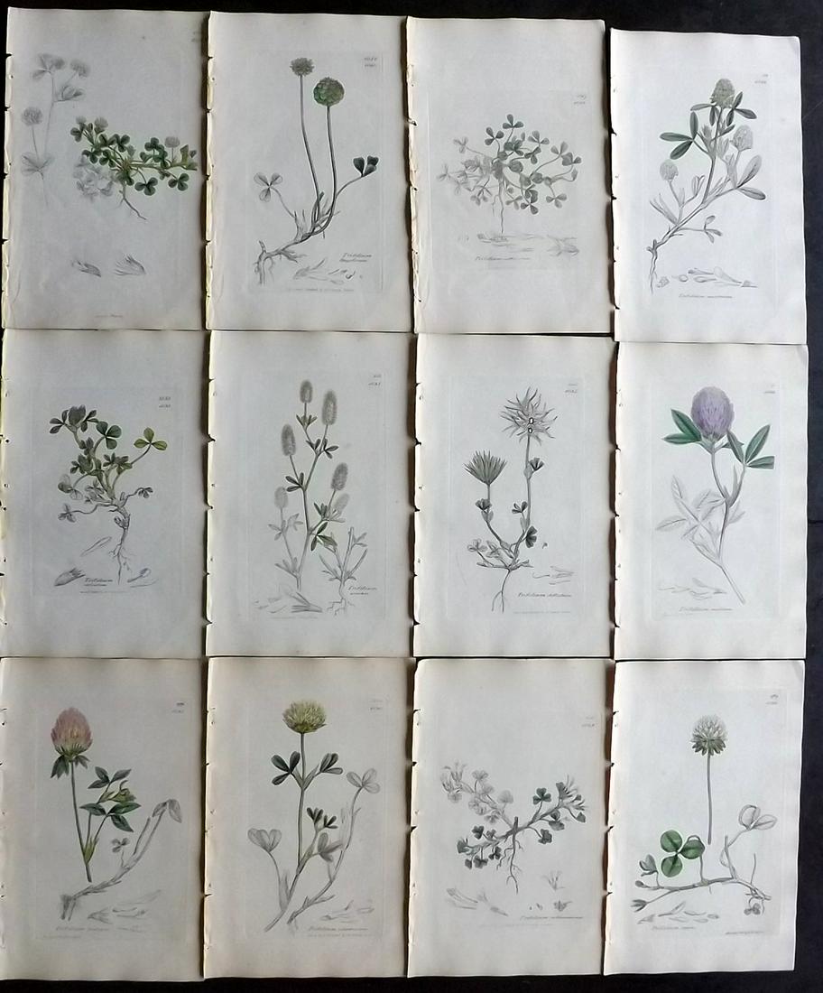 Sowerby, James 1846 Lot 12 Part HCol Botanical Prints: Partial Hand Coloured Etchings only (As issued) Published London, 1832-46 for "English Botany; or, Coloured Figures of British Plants…" Second Edition by James Sowerby and Edward Smith. Paper Size: 