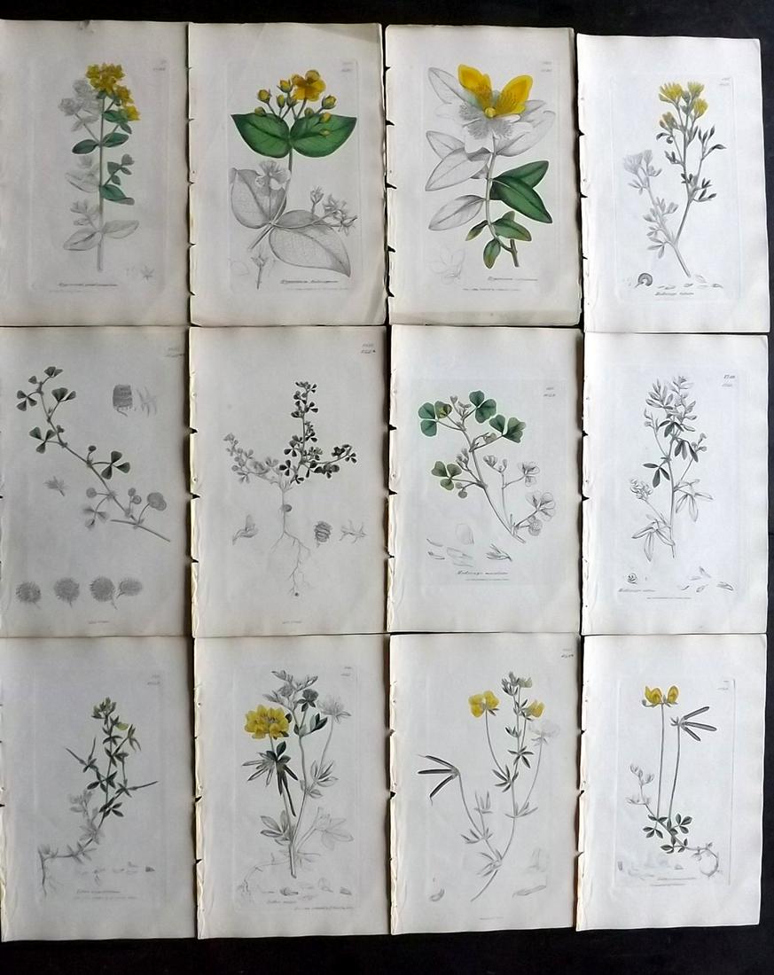 Sowerby, James 1846 Lot 12 Part HCol Botanical Prints: Partial Hand Coloured Etchings only (As issued) Published London, 1832-46 for "English Botany; or, Coloured Figures of British Plants…" Second Edition by James Sowerby and Edward Smith. Paper Size: 