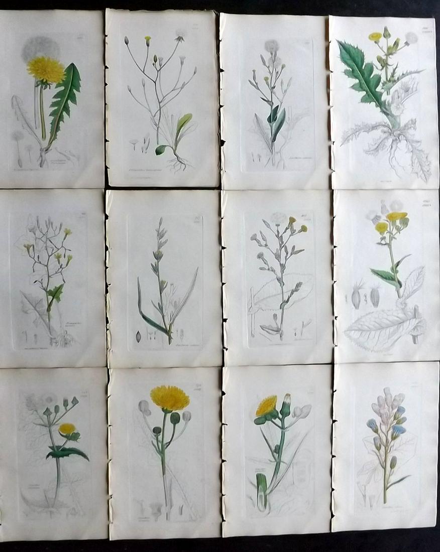 Sowerby, James 1846 Lot 12 Part HCol Botanical Prints: Partial Hand Coloured Etchings only (As issued) Published London, 1832-46 for "English Botany; or, Coloured Figures of British Plants…" Second Edition by James Sowerby and Edward Smith. Paper Size: 