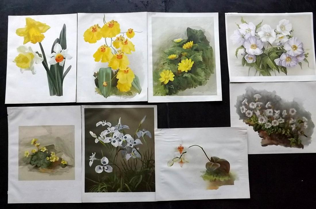 The Garden 1890's Lot of 8 Botanical Prints: Chromolithographs Published 1872-1927, London for "The Garden. An Illustrated Weekly Journal of Horticulture in all its Branches" Edited by William Robinson and others. Paper Size: 11.5 x 9 inch (29 x