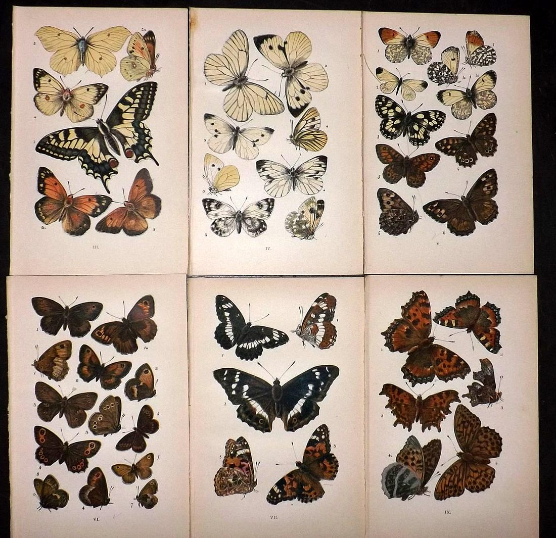 Coleman, W. S. C1890 Lot of 6 Antique Butterfly Prints: Lithographs Published C1890, London for "British Butterflies" by W. S. Coleman. Paper Size: 7 x 4.5 inch (18 x 12cm) Good Condition