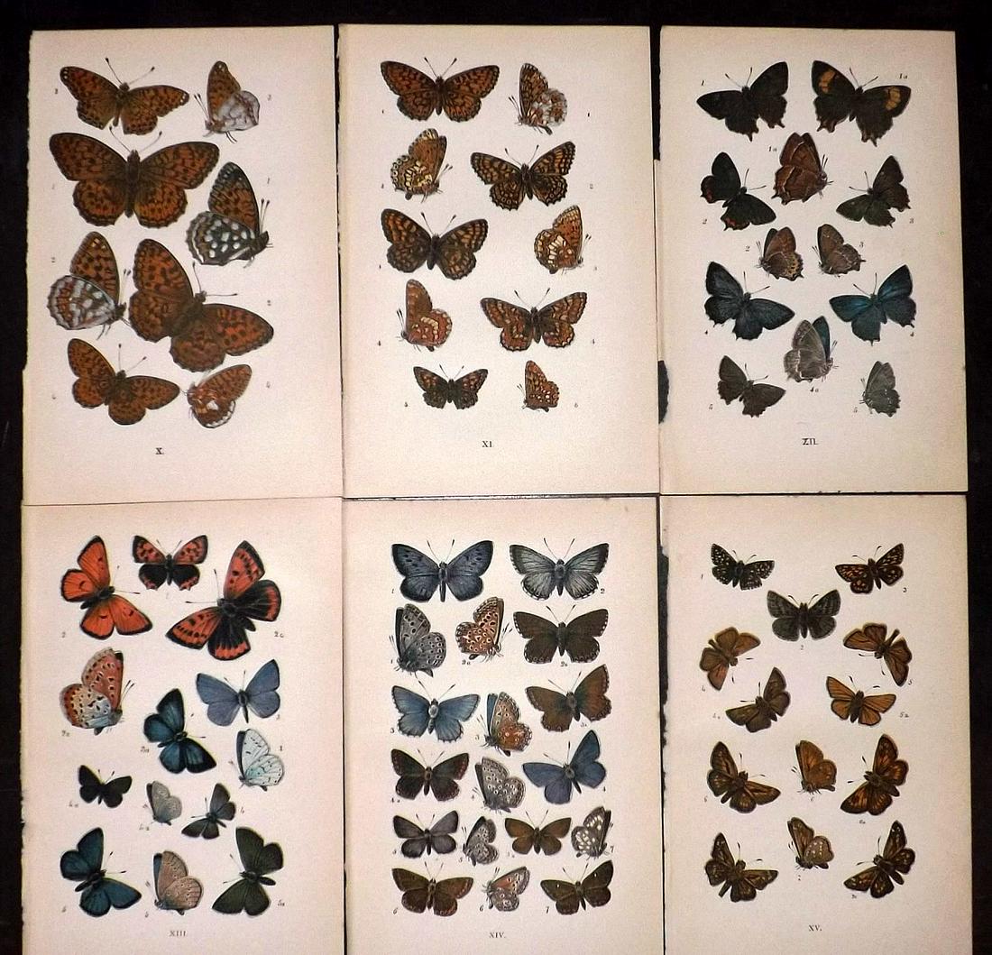 Coleman, W. S. C1890 Lot of 6 Antique Butterfly Prints: Lithographs Published C1890, London for "British Butterflies" by W. S. Coleman. Paper Size: 7 x 4.5 inch (18 x 12cm) Good Condition