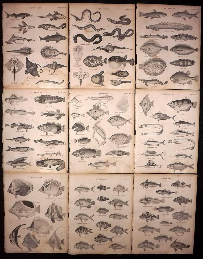 Encyclo. Britannica C1830 Lot of 9 Fish Prints (1 of 2)
