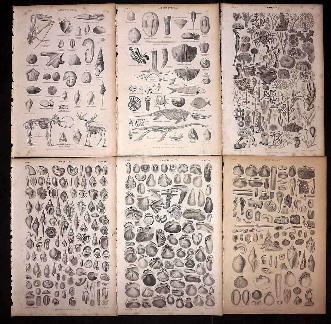 Goldsmith, Oliver 1864 Lot of 6 Sea Life etc Prints (1 of 2)