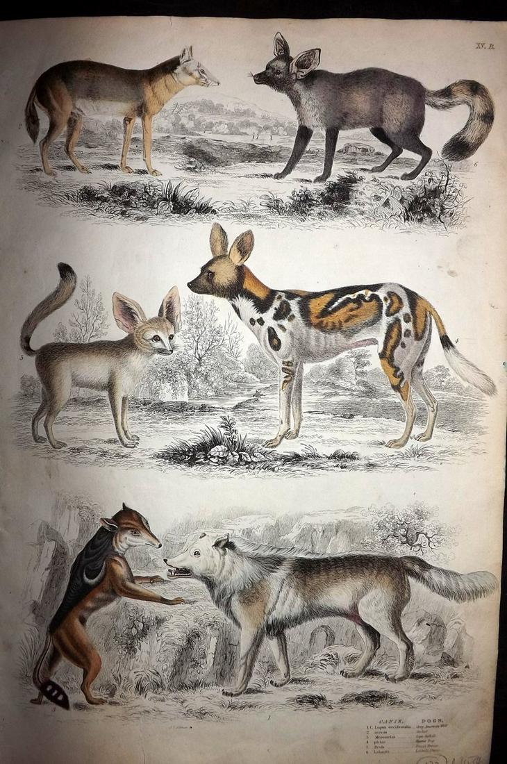MacGillivray, William 1840 Hand Col Print. Dogs Wolf: Folio Hand Coloured Steel Engraving with Etching Published 1835-40, Edinburgh for "The Edinburgh Journal of Natural History, and of the Physical Sciences" by William MacGillivray. Paper Size: 13.5 x 9