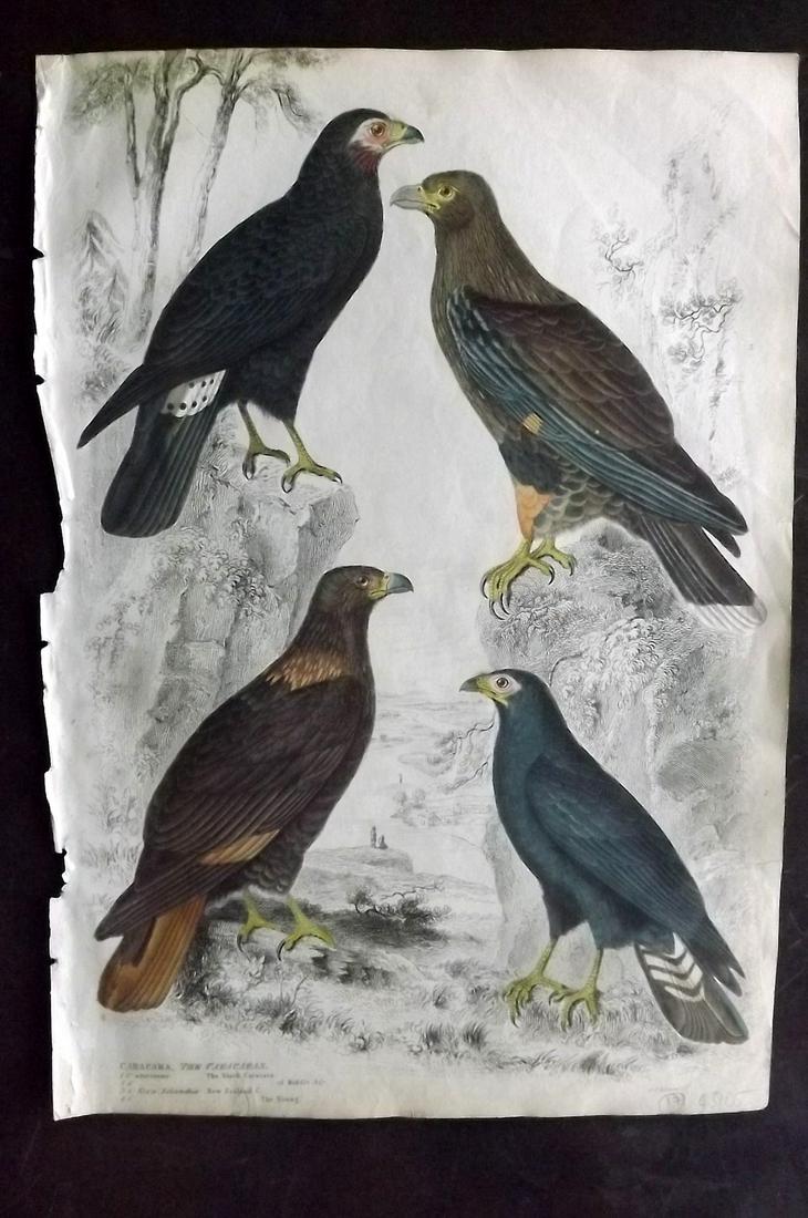 MacGillivray, William 1840 Bird Print. Caracaras (1 of 2)