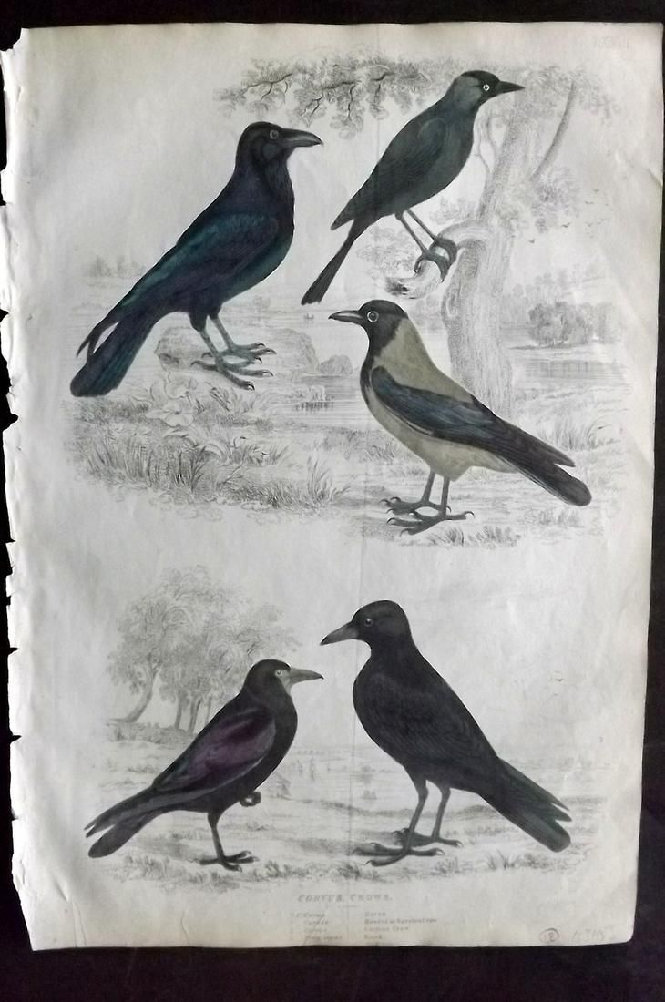 MacGillivray, William 1840 Bird Print. Crow Raven Rook (1 of 2)