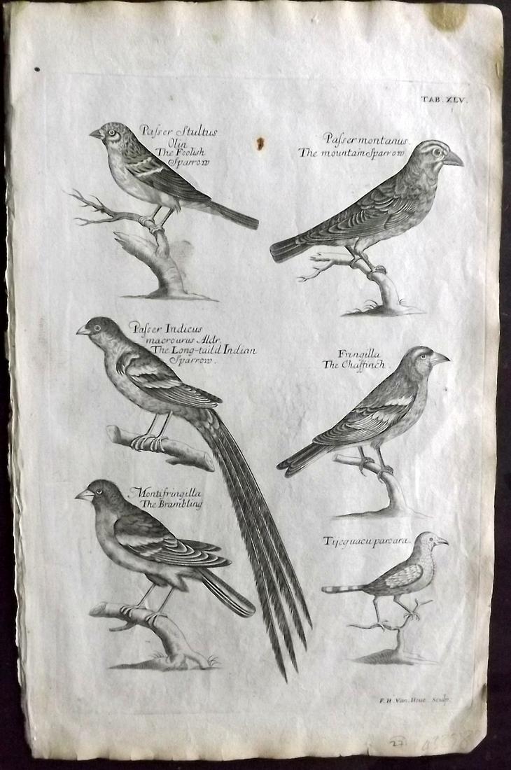 Willughby, Francis 1708 Bird Print. Sparrow, Chaffinch (1 of 2)