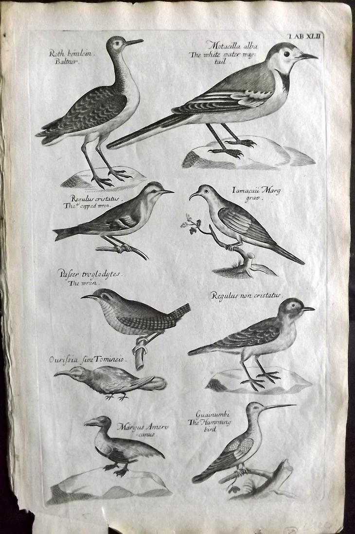 Willughby, Francis 1708 Bird Print. Wagtail Hummingbird (1 of 2)