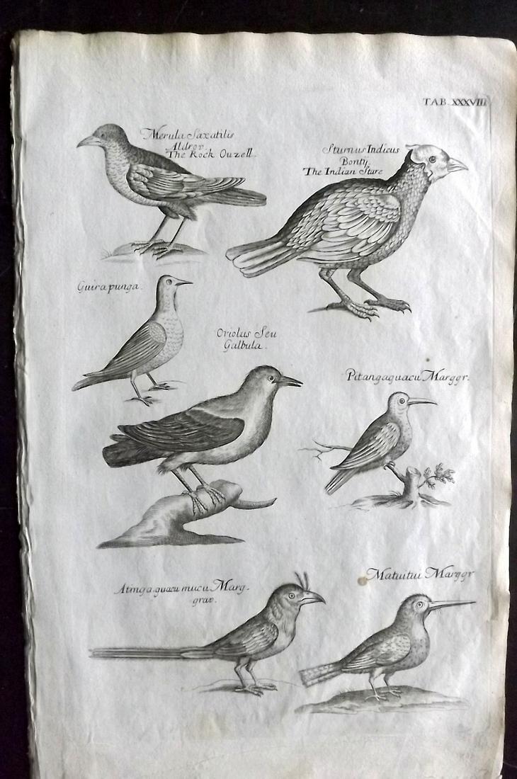 Willughby, Francis 1708 Bird. Rock Ouzel, Indian Stare (1 of 2)