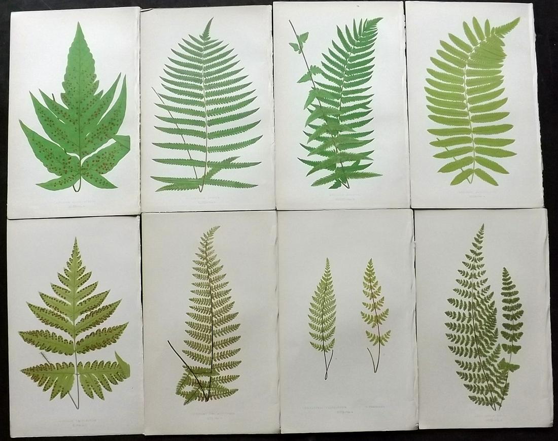 Lowe, Edward 1862 Lot of 8 Antique Fern Prints: Woodblocks Published 1856-62 by Groombridge and Sons, London for "Ferns: British and Exotic" by Edward Lowe. Illustrated by A.F. Lydon. Printed by Benjamin Fawcett. Paper Size: 10 x 6 inch (25 x 15cm)