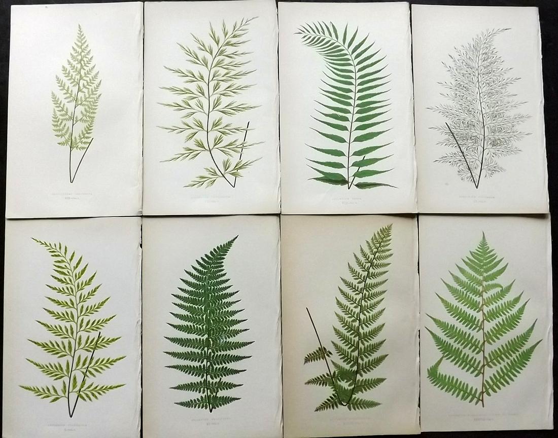 Lowe, Edward 1862 Lot of 8 Antique Fern Prints: Woodblocks Published 1856-62 by Groombridge and Sons, London for "Ferns: British and Exotic" by Edward Lowe. Illustrated by A.F. Lydon. Printed by Benjamin Fawcett. Paper Size: 10 x 6 inch (25 x 15cm)