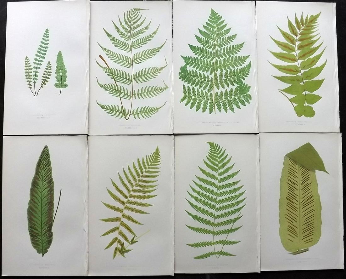 Lowe, Edward 1862 Lot of 8 Antique Fern Prints: Woodblocks Published 1856-62 by Groombridge and Sons, London for "Ferns: British and Exotic" by Edward Lowe. Illustrated by A.F. Lydon. Printed by Benjamin Fawcett. Paper Size: 10 x 6 inch (25 x 15cm)