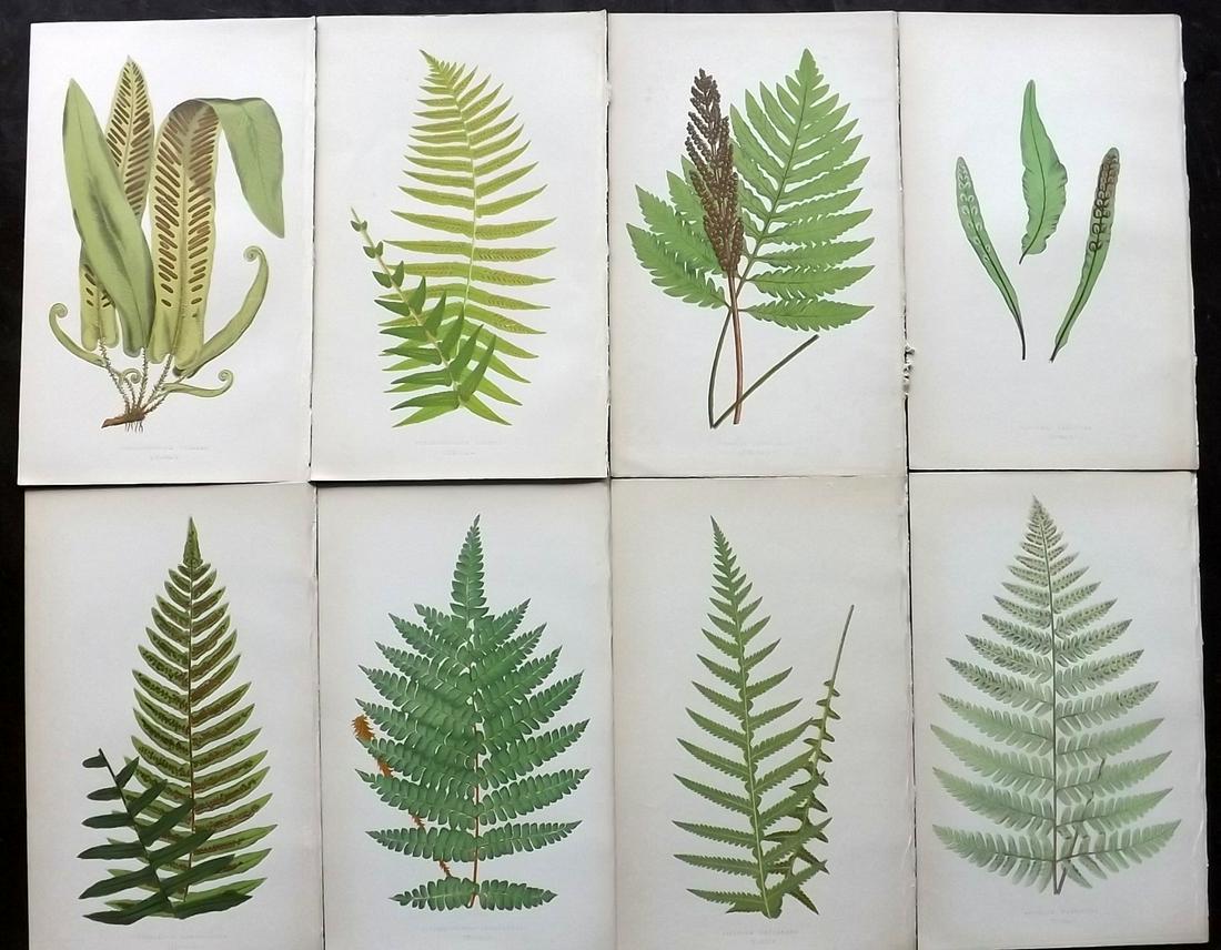 Lowe, Edward 1862 Lot of 8 Antique Fern Prints: Woodblocks Published 1856-62 by Groombridge and Sons, London for "Ferns: British and Exotic" by Edward Lowe. Illustrated by A.F. Lydon. Printed by Benjamin Fawcett. Paper Size: 10 x 6 inch (25 x 15cm)