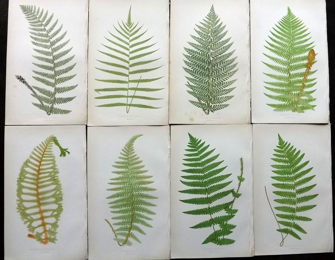 Lowe, Edward 1862 Lot of 8 Antique Fern Prints: Woodblocks Published 1856-62 by Groombridge and Sons, London for "Ferns: British and Exotic" by Edward Lowe. Illustrated by A.F. Lydon. Printed by Benjamin Fawcett. Paper Size: 10 x 6 inch (25 x 15cm)