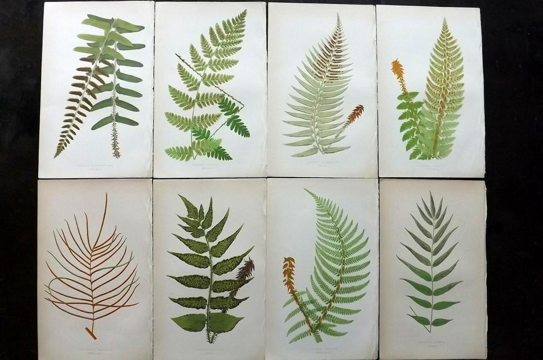 Lowe, Edward 1862 Lot of 8 Antique Fern Prints: Woodblocks Published 1856-62 by Groombridge and Sons, London for "Ferns: British and Exotic" by Edward Lowe. Illustrated by A.F. Lydon. Printed by Benjamin Fawcett. Paper Size: 10 x 6 inch (25 x 15cm)