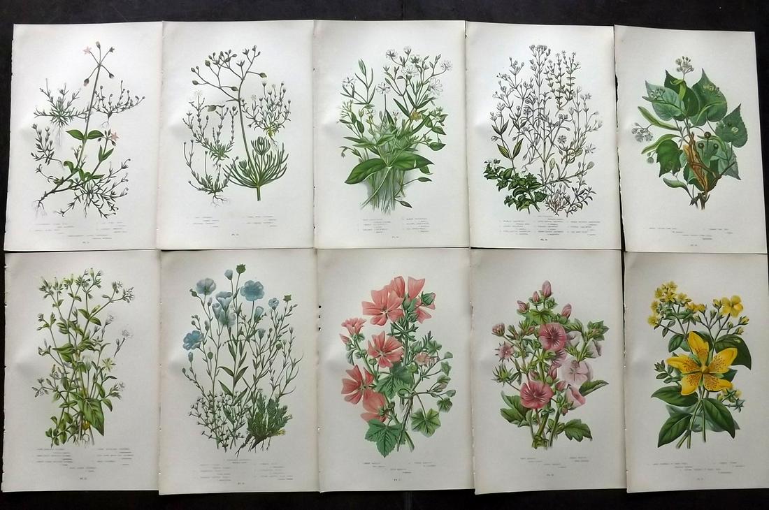 Pratt, Anne 1899 Lot of 10 Antique Botanical Prints: Chromolithographs Published 1899-1905 by Frederick Warne & Co, London for "The Flowering Plants, Grasses, Sedges & Ferns of Great Britain" by Anne Pratt. Paper Size: 9.5 x 6 inch (24 x 15cm) Good Cond