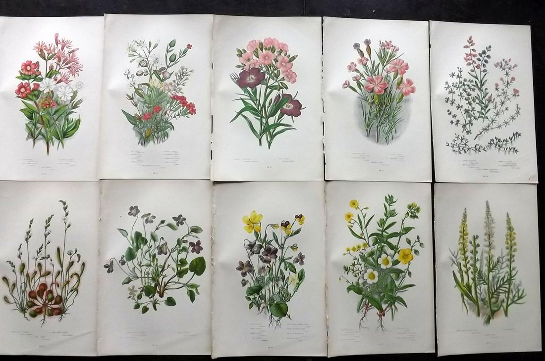 Pratt, Anne 1899 Lot of 10 Antique Botanical Prints: Chromolithographs Published 1899-1905 by Frederick Warne & Co, London for "The Flowering Plants, Grasses, Sedges & Ferns of Great Britain" by Anne Pratt. Paper Size: 9.5 x 6 inch (24 x 15cm) Good Cond