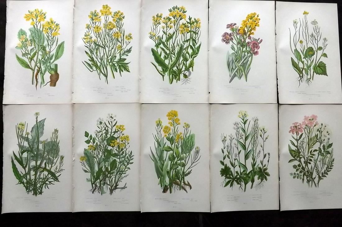 Pratt, Anne 1899 Lot of 10 Antique Botanical Prints: Chromolithographs Published 1899-1905 by Frederick Warne & Co, London for "The Flowering Plants, Grasses, Sedges & Ferns of Great Britain" by Anne Pratt. Paper Size: 9.5 x 6 inch (24 x 15cm) Good Cond