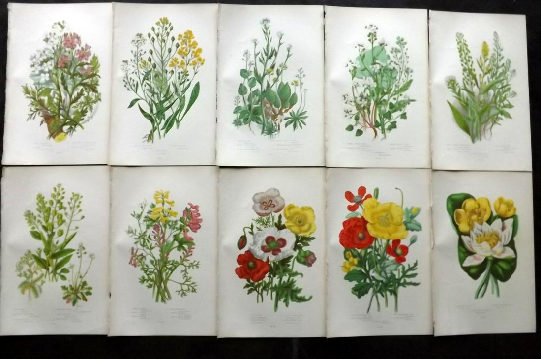 Pratt, Anne 1899 Lot of 10 Antique Botanical Prints: Chromolithographs Published 1899-1905 by Frederick Warne & Co, London for "The Flowering Plants, Grasses, Sedges & Ferns of Great Britain" by Anne Pratt. Paper Size: 9.5 x 6 inch (24 x 15cm) Good Cond