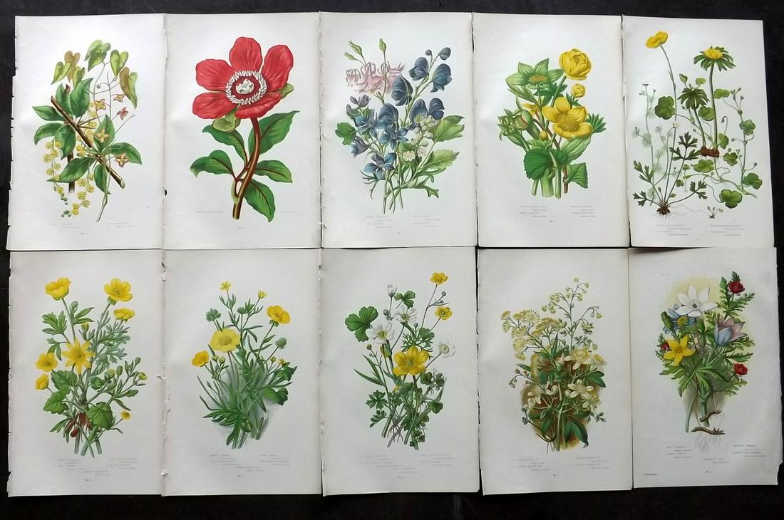 Pratt, Anne 1899 Lot of 10 Antique Botanical Prints: Chromolithographs Published 1899-1905 by Frederick Warne & Co, London for "The Flowering Plants, Grasses, Sedges & Ferns of Great Britain" by Anne Pratt. Paper Size: 9.5 x 6 inch (24 x 15cm) Good Cond