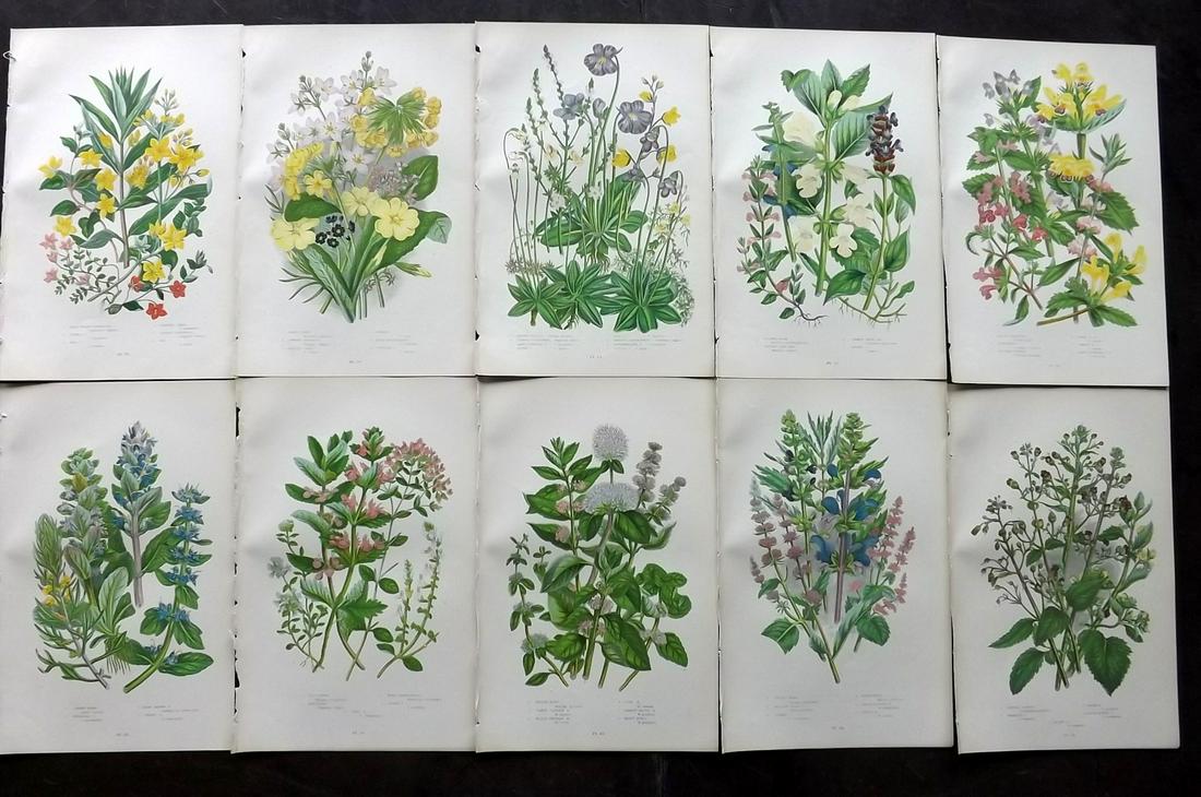 Pratt, Anne 1899 Lot of 10 Antique Botanical Prints: Chromolithographs Published 1899-1905 by Frederick Warne & Co, London for "The Flowering Plants, Grasses, Sedges & Ferns of Great Britain" by Anne Pratt. Paper Size: 9.5 x 6 inch (24 x 15cm) Good Cond
