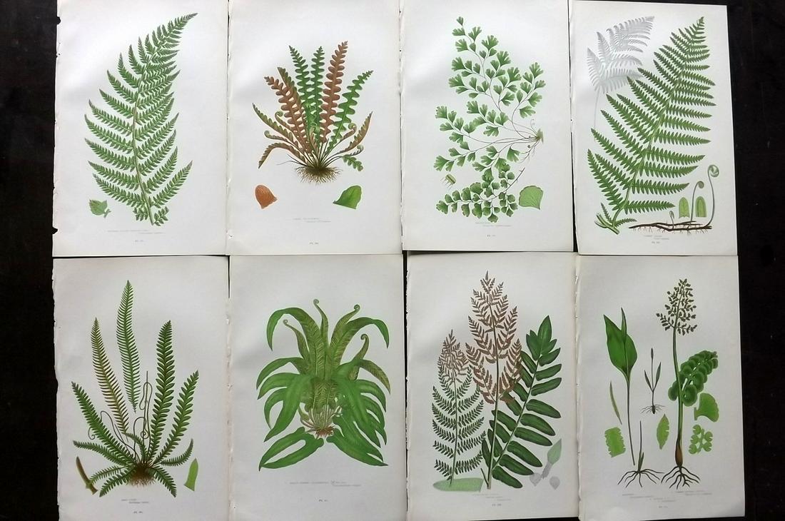 Pratt, Anne 1899 Lot of 8 Antique Fern Prints: Chromolithographs Published 1899-1905 by Frederick Warne & Co, London for "The Flowering Plants, Grasses, Sedges & Ferns of Great Britain" by Anne Pratt. Paper Size: 9.5 x 6 inch (24 x 15cm) Good Cond