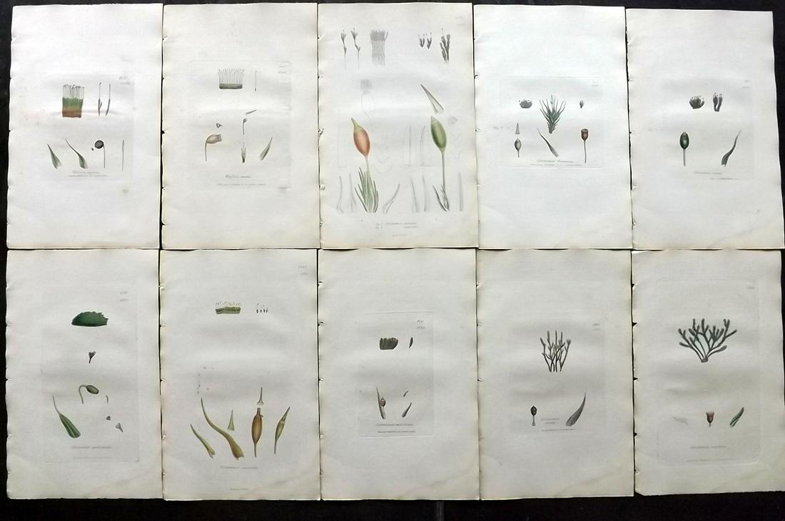 Sowerby, James 1846 Lot 10 HC Botanical Prints. Mosses: Hand Coloured Etchings Published London, 1832-46 for "English Botany; or, Coloured Figures of British Plants…" Second Edition by James Sowerby and Edward Smith. Paper Size: 9 x 5.5 inch (23 x 14cm) 