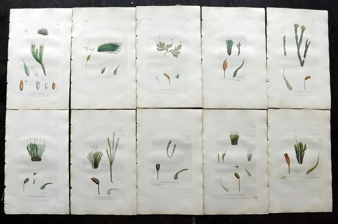 Sowerby, James 1846 Lot 10 HC Botanical Prints. Mosses: Hand Coloured Etchings Published London, 1832-46 for "English Botany; or, Coloured Figures of British Plants…" Second Edition by James Sowerby and Edward Smith. Paper Size: 9 x 5.5 inch (23 x 14cm) 