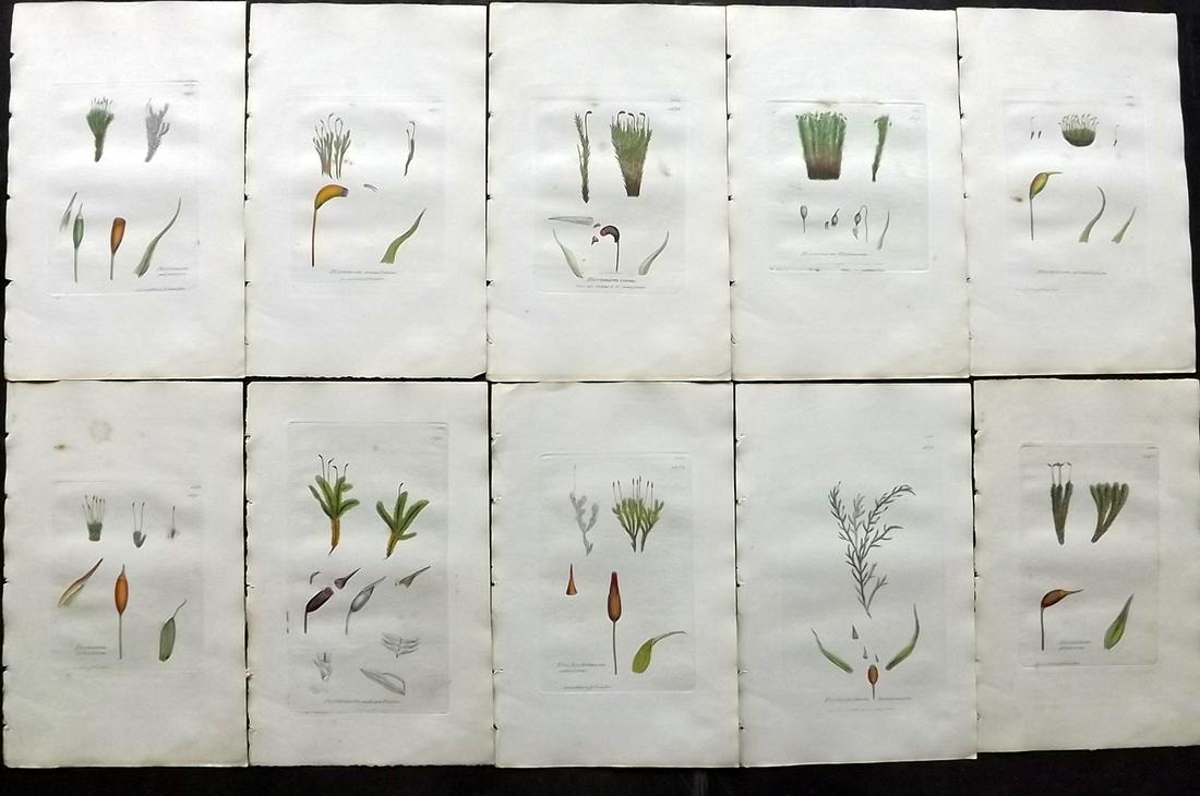 Sowerby, James 1846 Lot 10 HC Botanical Prints. Mosses: Hand Coloured Etchings Published London, 1832-46 for "English Botany; or, Coloured Figures of British Plants…" Second Edition by James Sowerby and Edward Smith. Paper Size: 9 x 5.5 inch (23 x 14cm) 