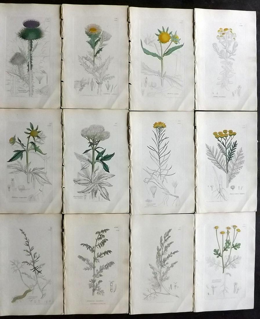 Sowerby, James 1846 Lot 12 Part HCol Botanical Prints: Partial Hand Coloured Etchings only (As issued) Published London, 1832-46 for "English Botany; or, Coloured Figures of British Plants…" Second Edition by James Sowerby and Edward Smith. Paper Size: 