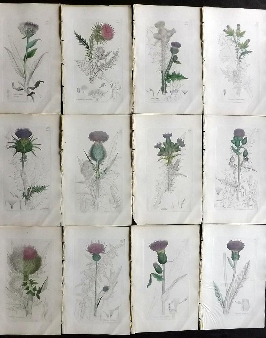 Sowerby, James 1846 Lot 12 Part HCol Botanical Prints: Partial Hand Coloured Etchings only (As issued) Published London, 1832-46 for "English Botany; or, Coloured Figures of British Plants…" Second Edition by James Sowerby and Edward Smith. Paper Size: 