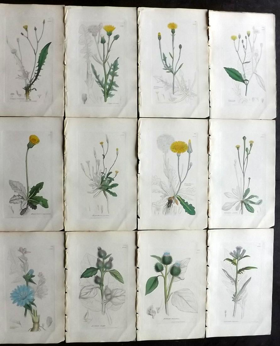 Sowerby, James 1846 Lot 12 Part HCol Botanical Prints: Partial Hand Coloured Etchings only (As issued) Published London, 1832-46 for "English Botany; or, Coloured Figures of British Plants…" Second Edition by James Sowerby and Edward Smith. Paper Size: 