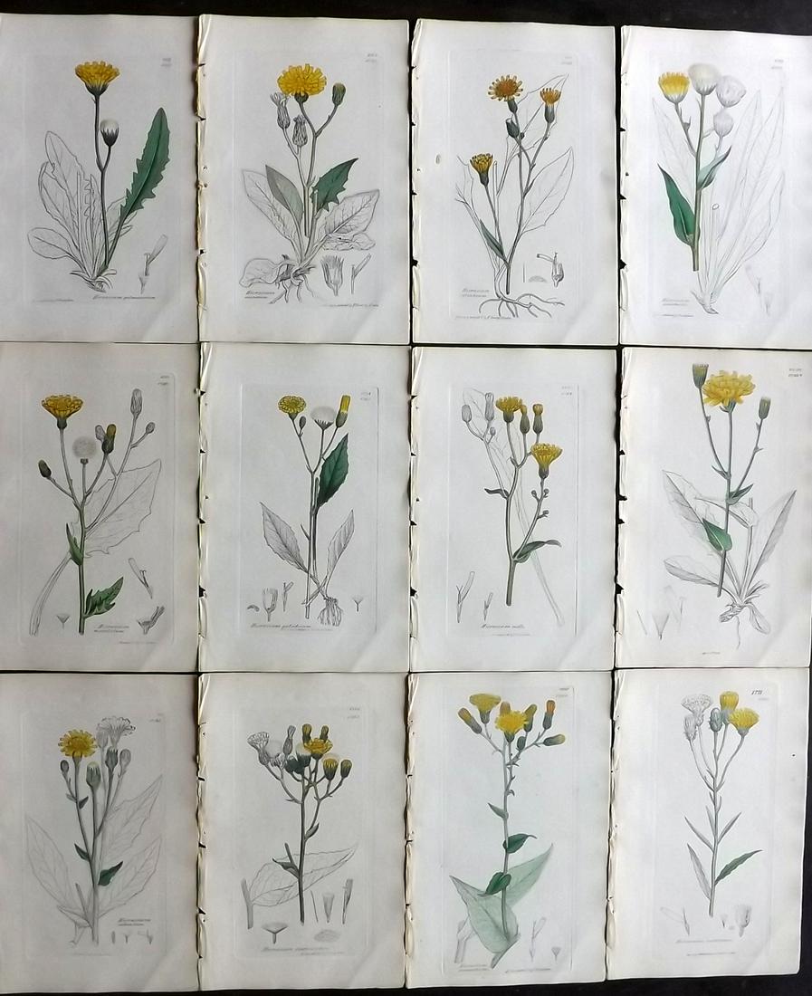 Sowerby, James 1846 Lot 12 Part HCol Botanical Prints: Partial Hand Coloured Etchings only (As issued) Published London, 1832-46 for "English Botany; or, Coloured Figures of British Plants…" Second Edition by James Sowerby and Edward Smith. Paper Size: 