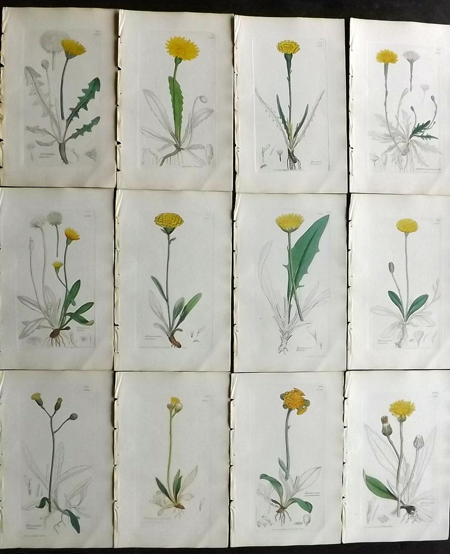 Sowerby, James 1846 Lot 12 Part HCol Botanical Prints: Partial Hand Coloured Etchings only (As issued) Published London, 1832-46 for "English Botany; or, Coloured Figures of British Plants…" Second Edition by James Sowerby and Edward Smith. Paper Size: 